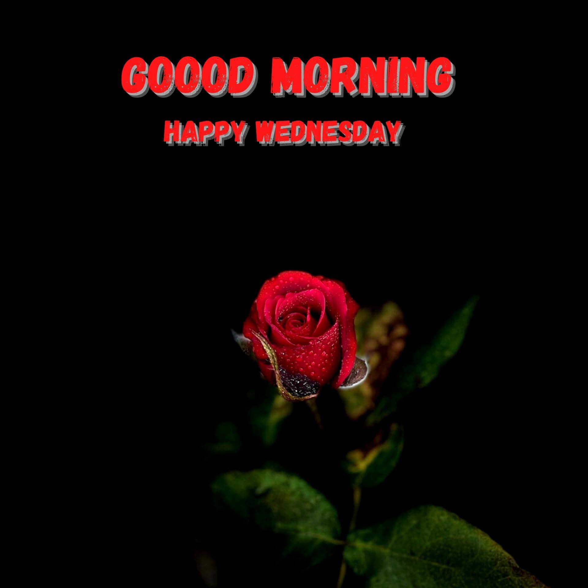 Wednesday good morning Pics Wallpaper With Red Rose