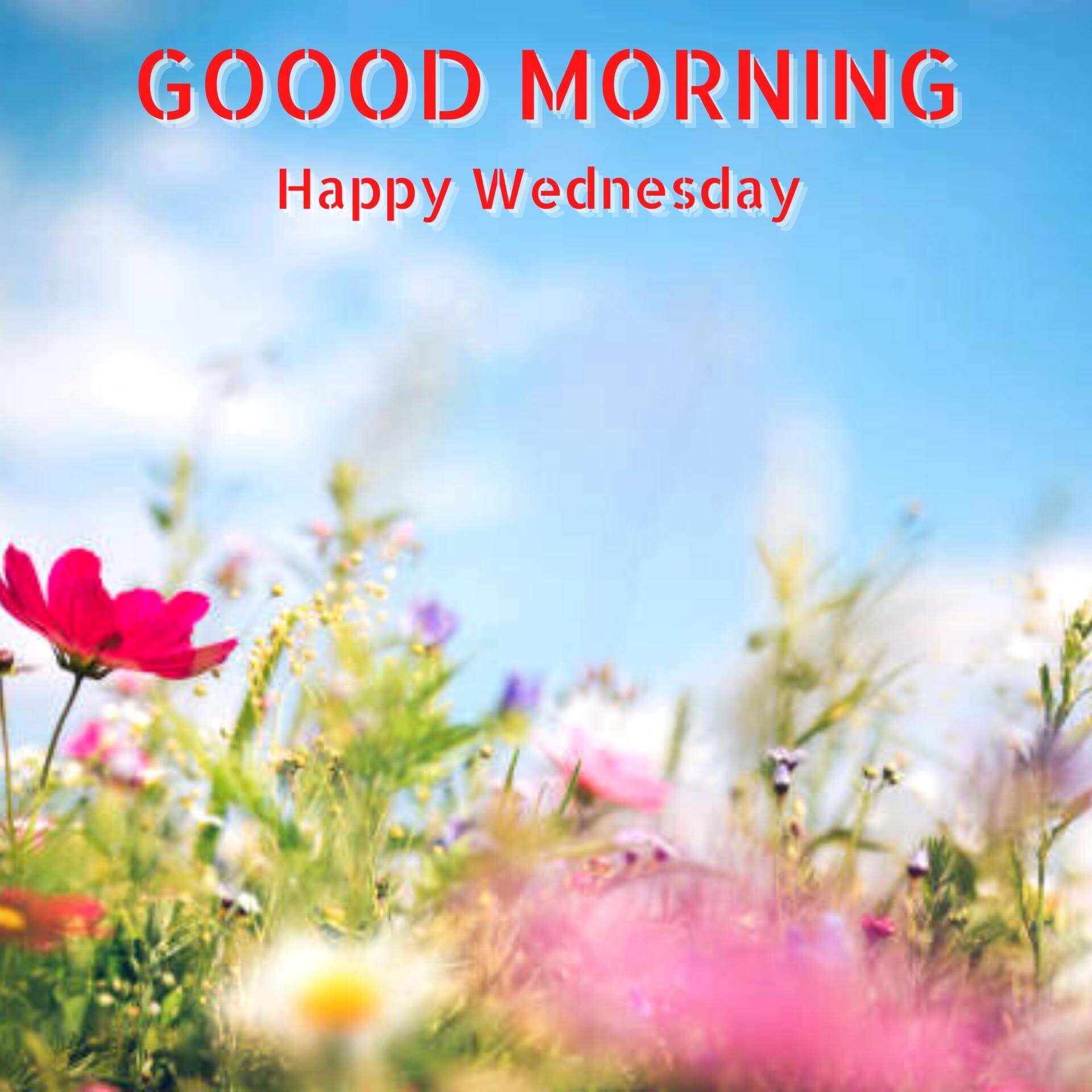 Wednesday good morning Wallpaper Pics Free Download