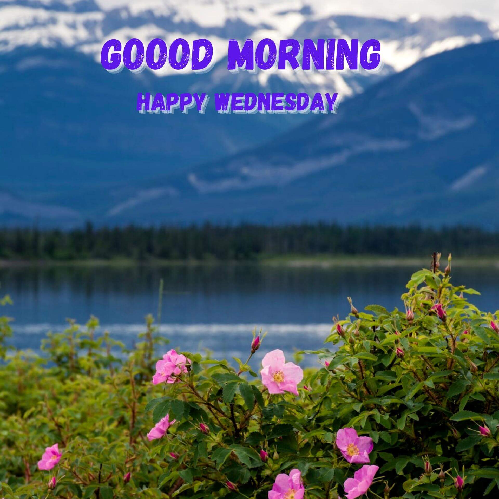 Wednesday good morning Wallpaper photo With Nature