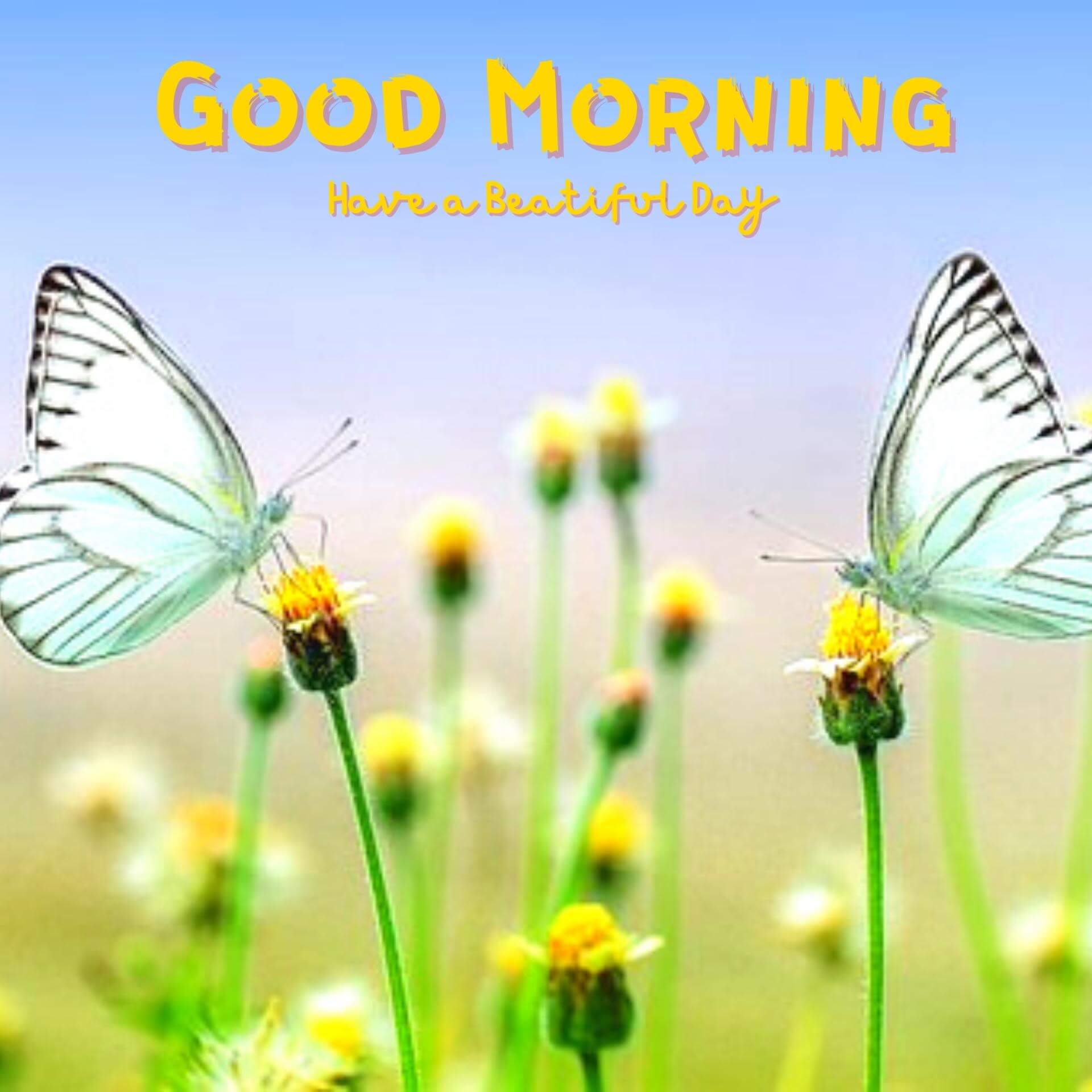 best good morning images free download