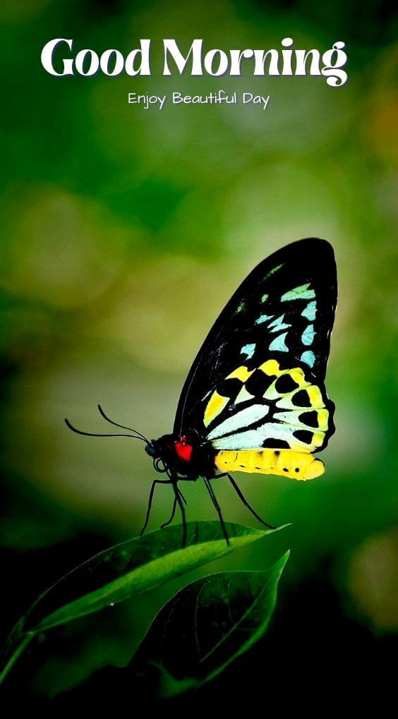 butterfly good morning Pics Download for Whatsapp