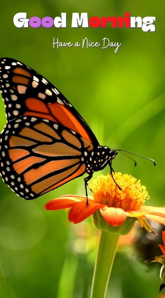 butterfly good morning Pics Download