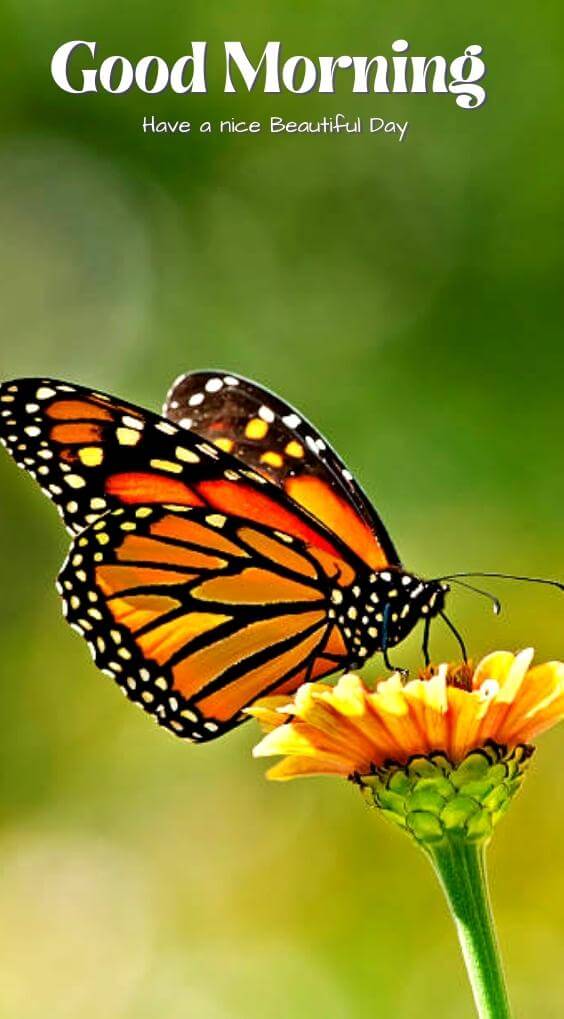 butterfly good morning Pics New Download for Download
