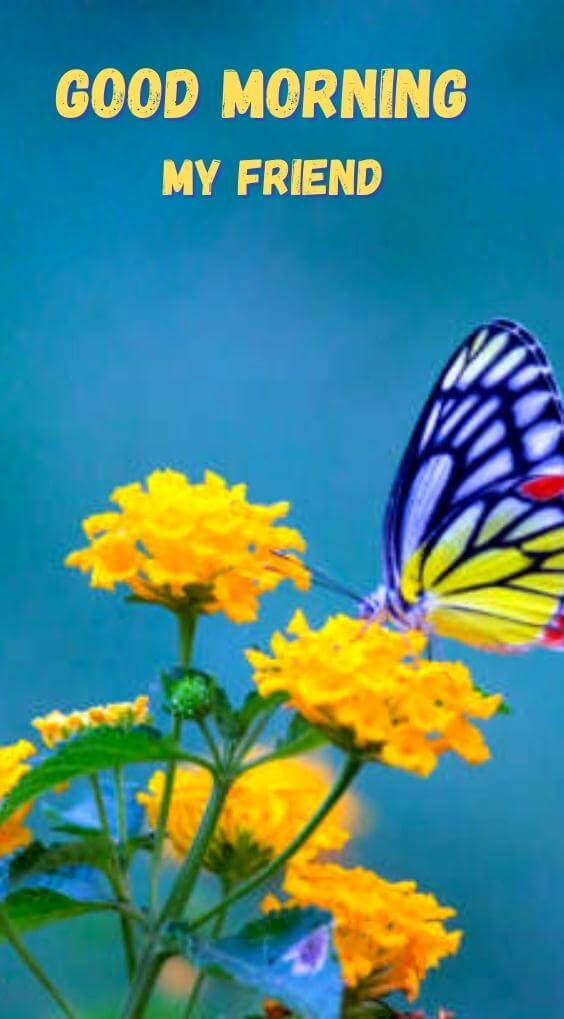 butterfly good morning Pics Wallpaper 1080p Download