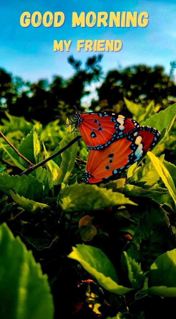 butterfly good morning Pics Wallpaper Free Download 2