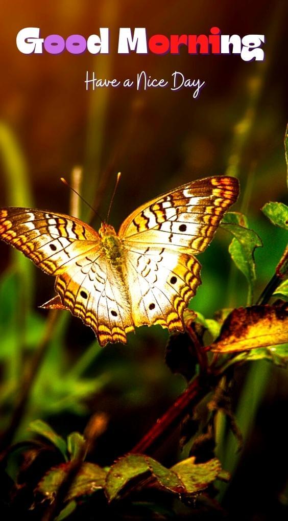 butterfly good morning Wallpaper Download