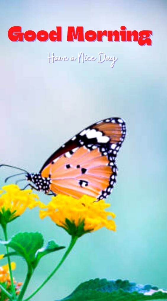 butterfly good morning photo Download