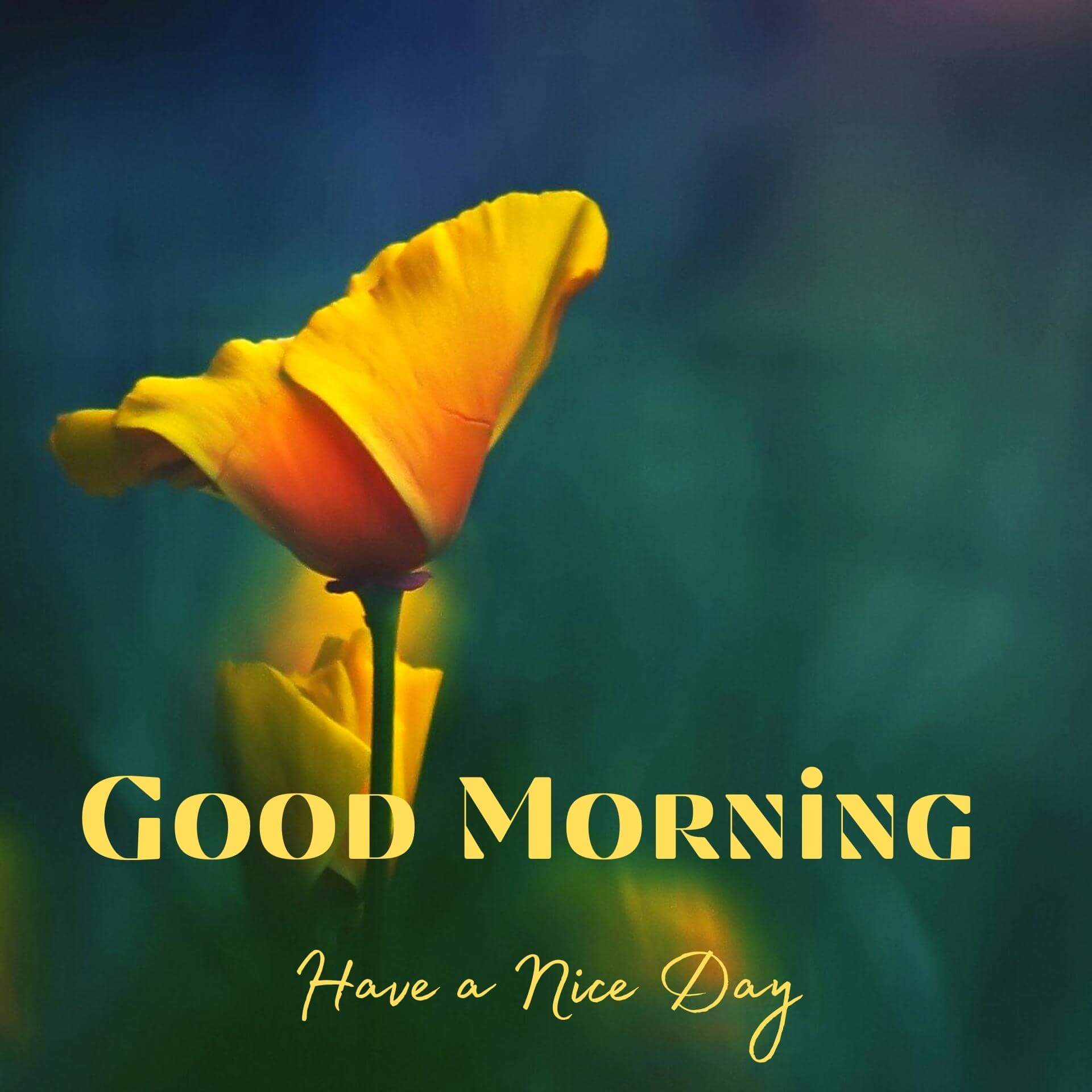 download good morning wishes
