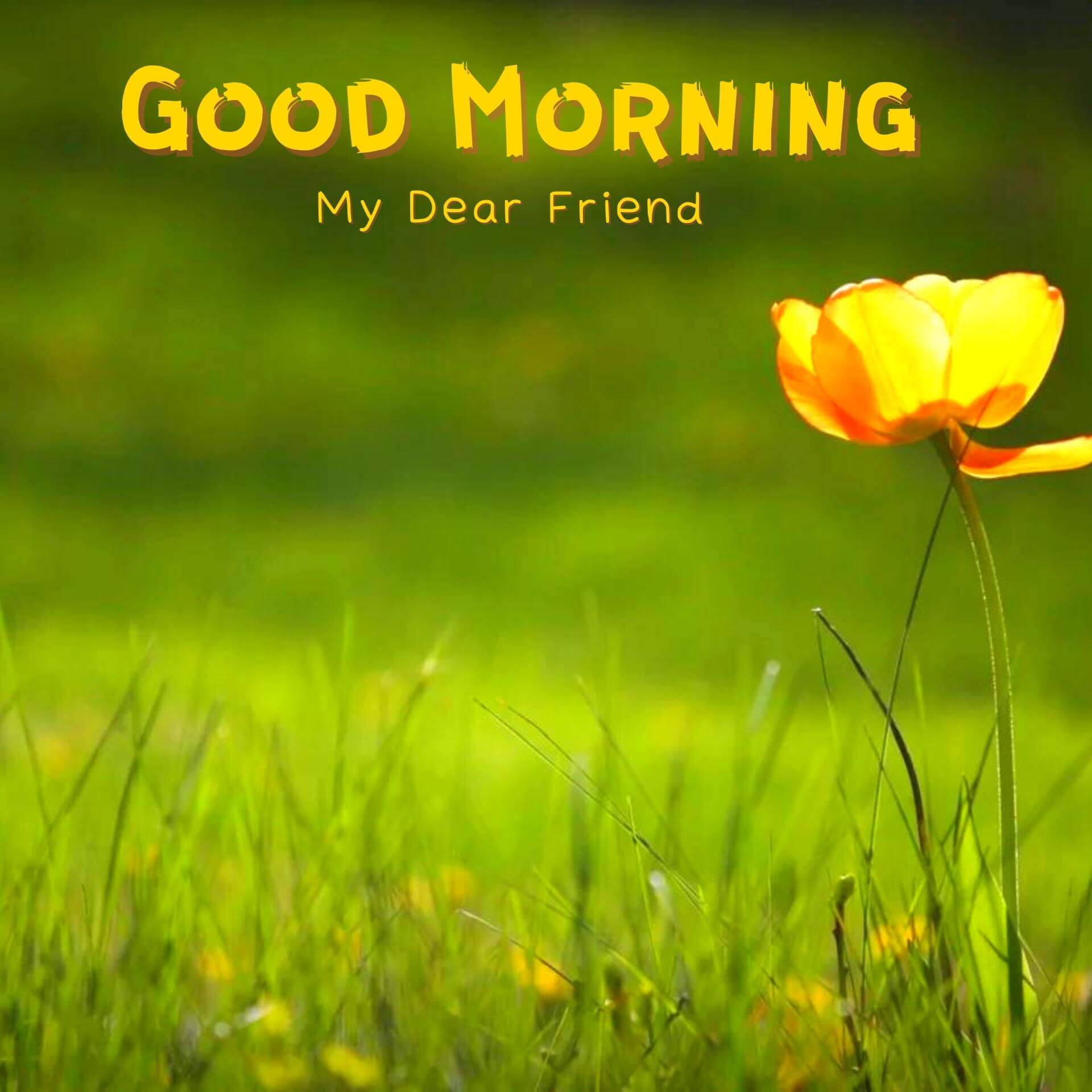 morning wishes picture