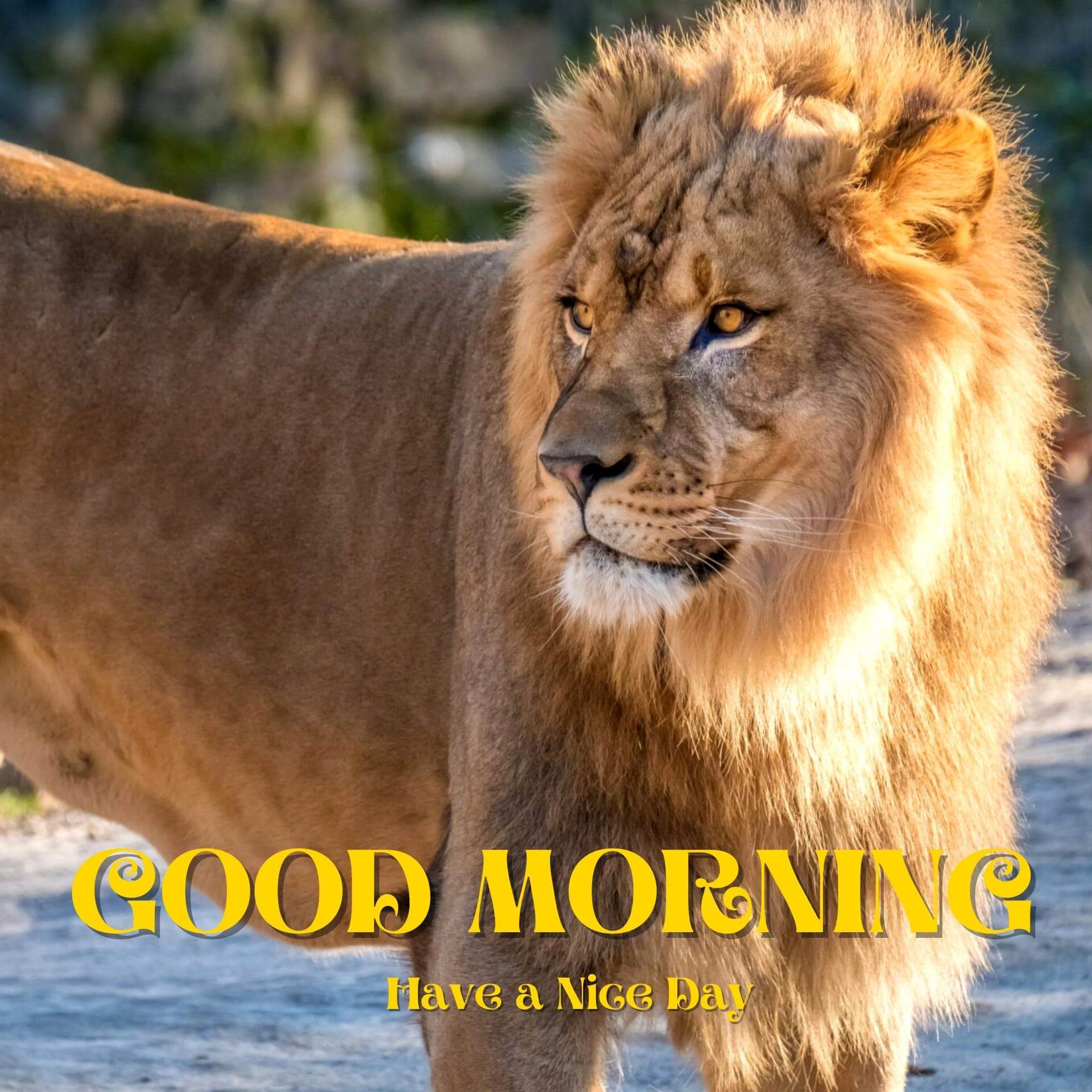 589+ Animal Bird Lion Good Morning Wishes Download