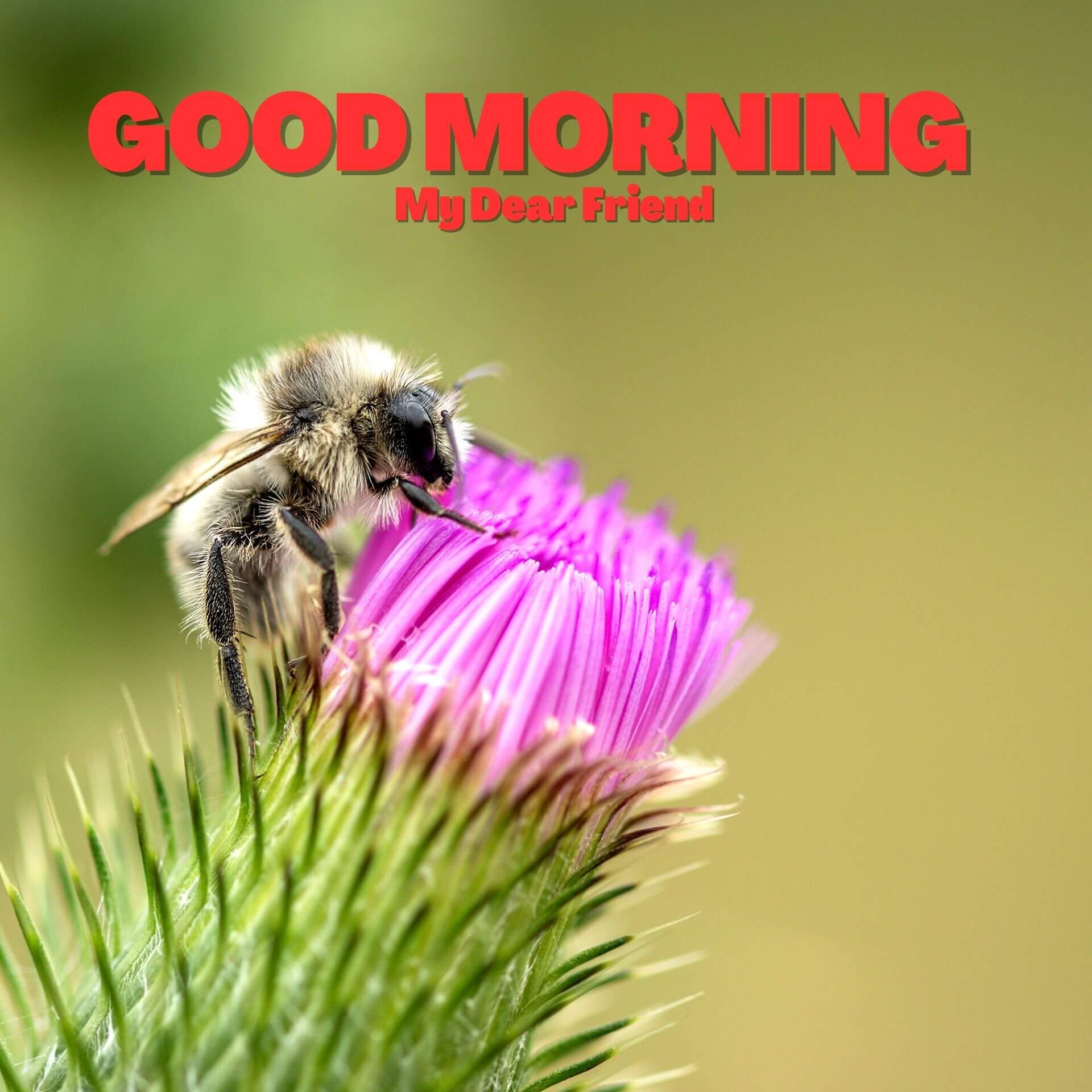 Animal Good morning Pics Download 1