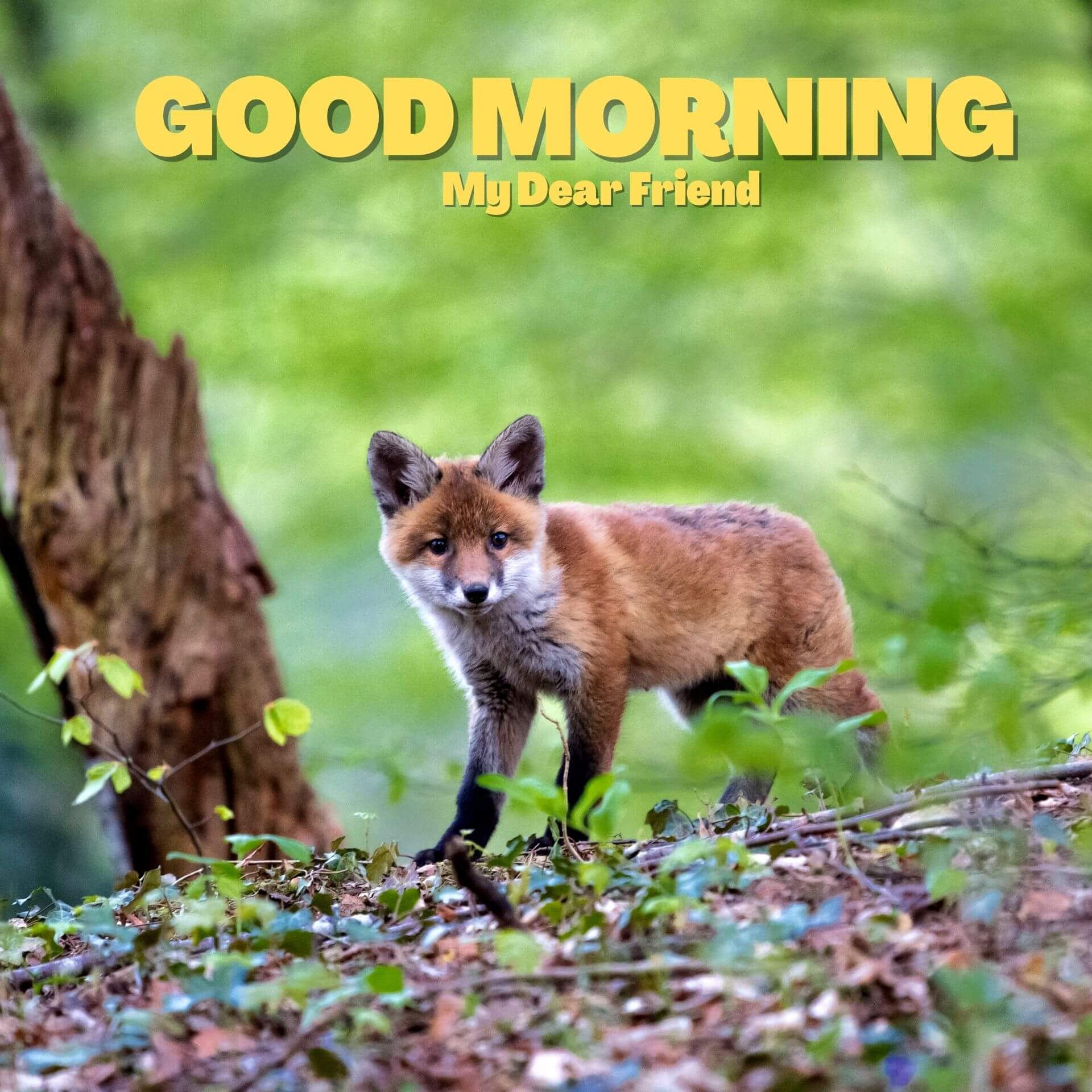 Animal Good morning Wallpaper Download 2023