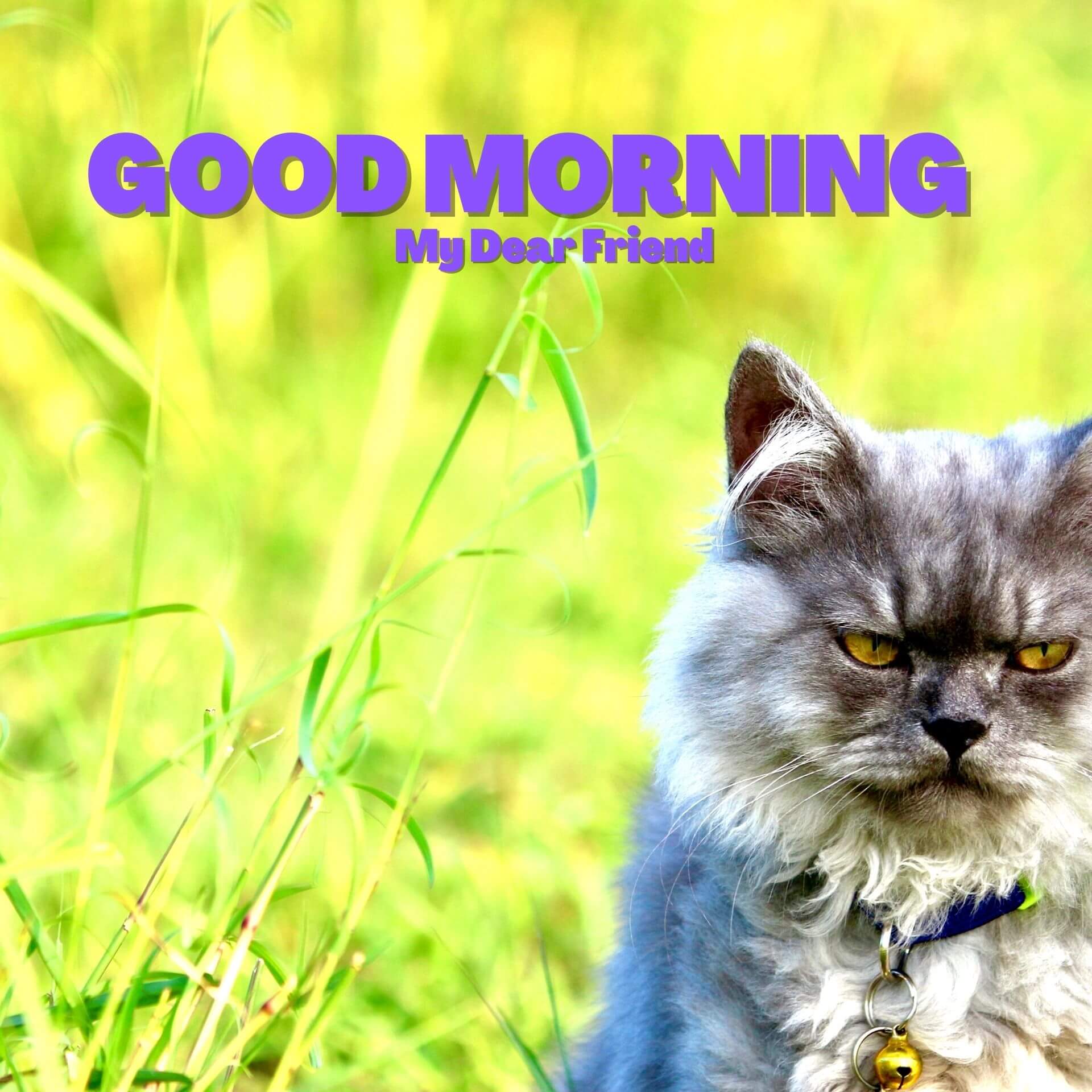 Animal Good morning Wallpaper Free Download