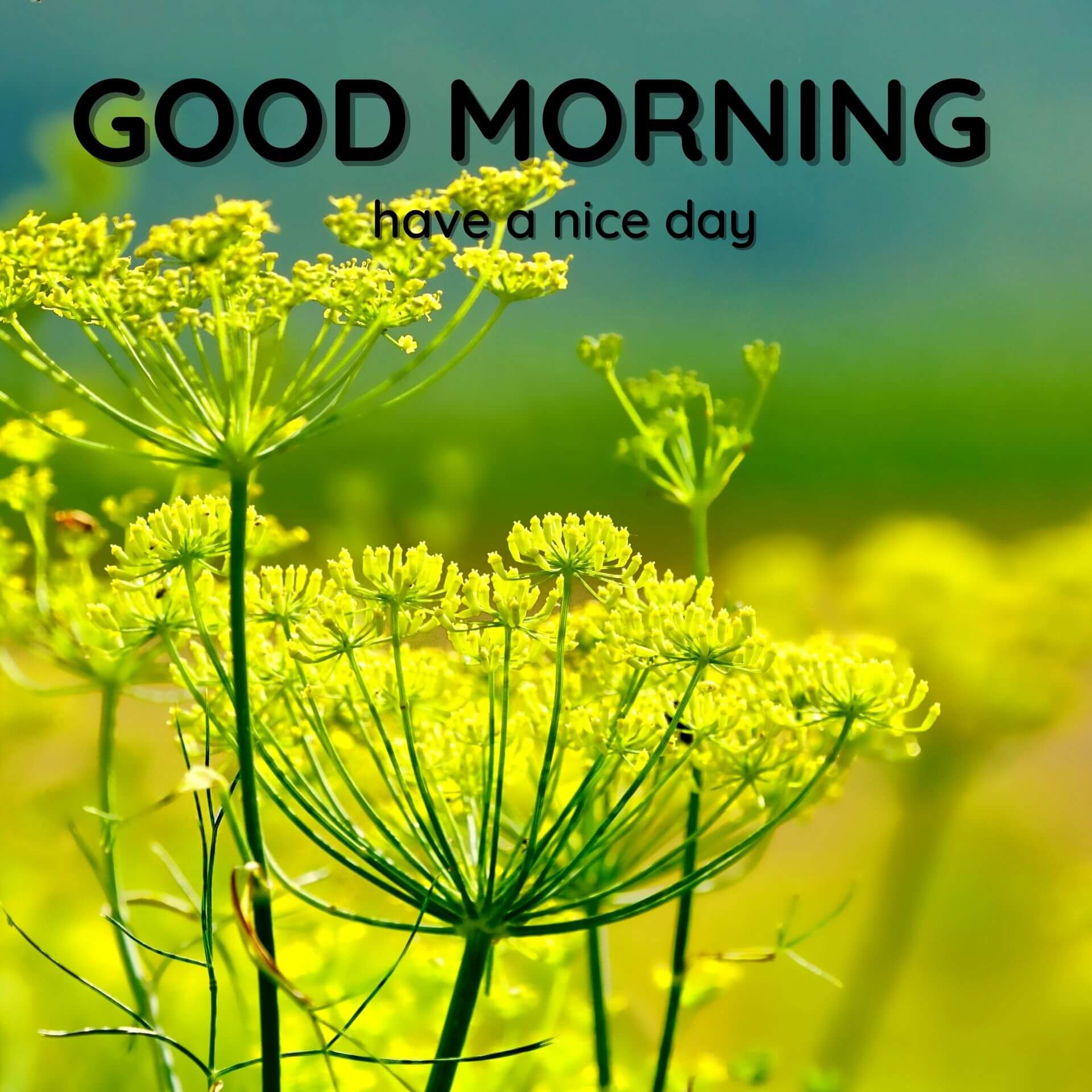 Beautiful Nature Good Morning Images Download