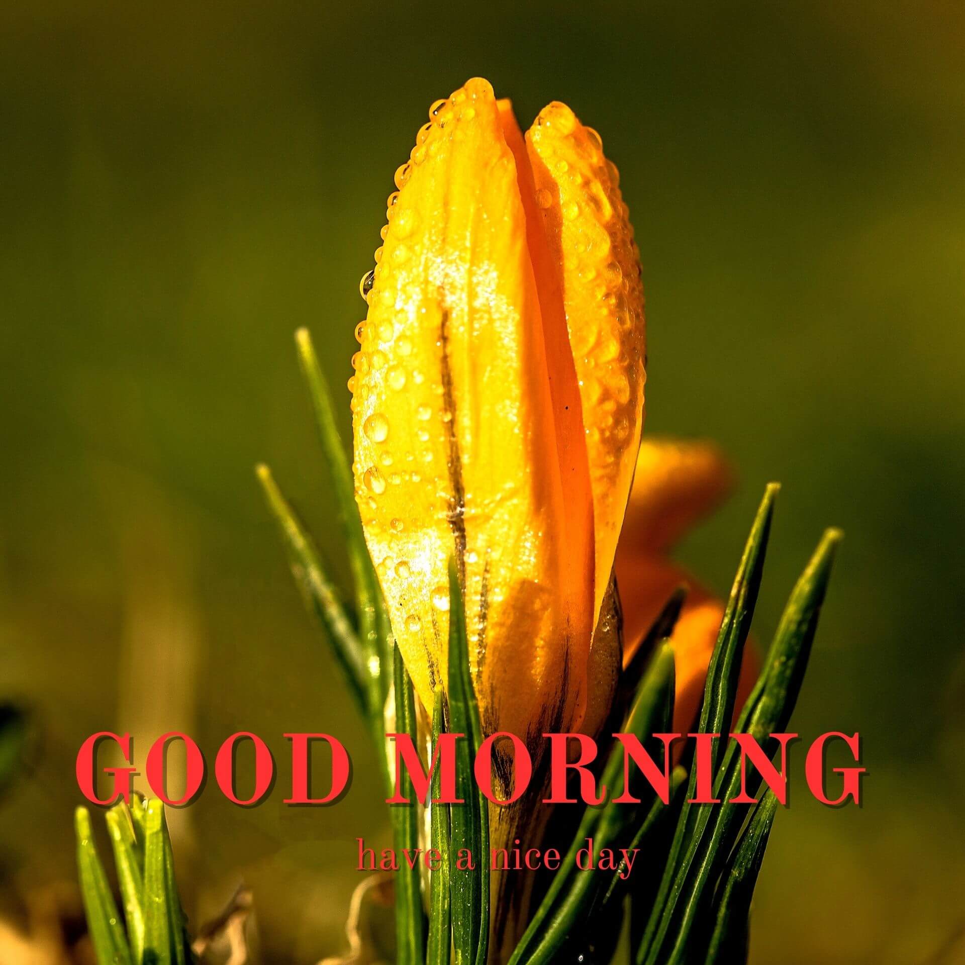 Beautiful Nature Good Morning Images Pics Download
