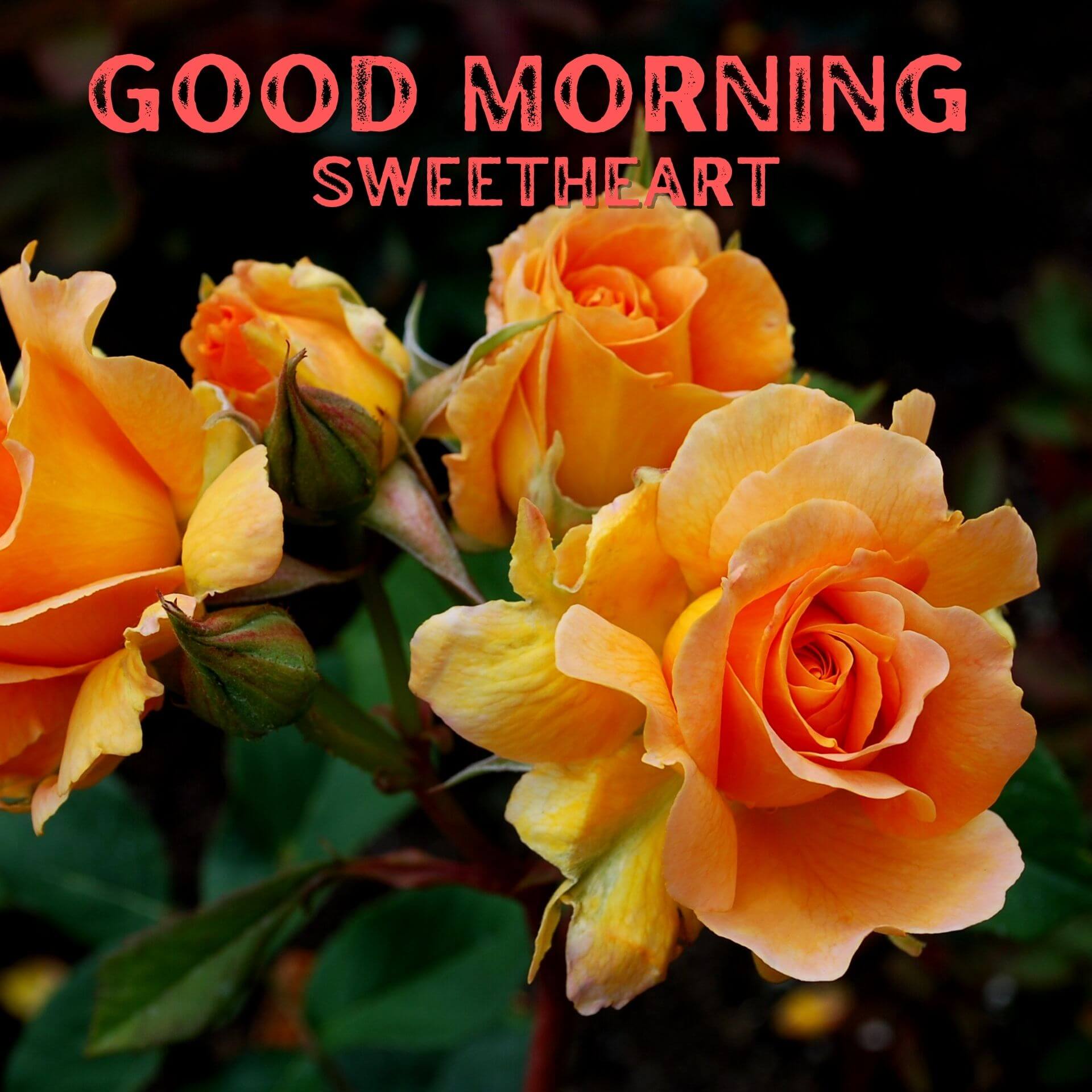 Download Romantic Good Morning Photo Download for Facebook