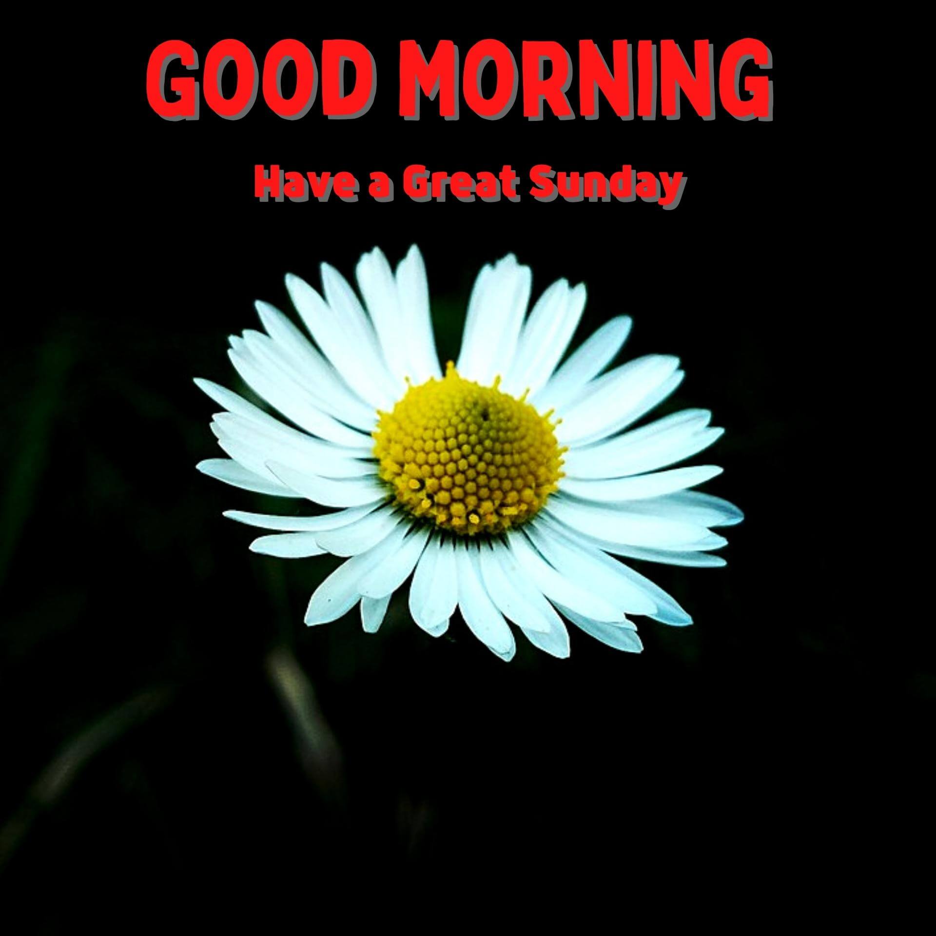 Free HD Sunday Good Morning Images Download Free