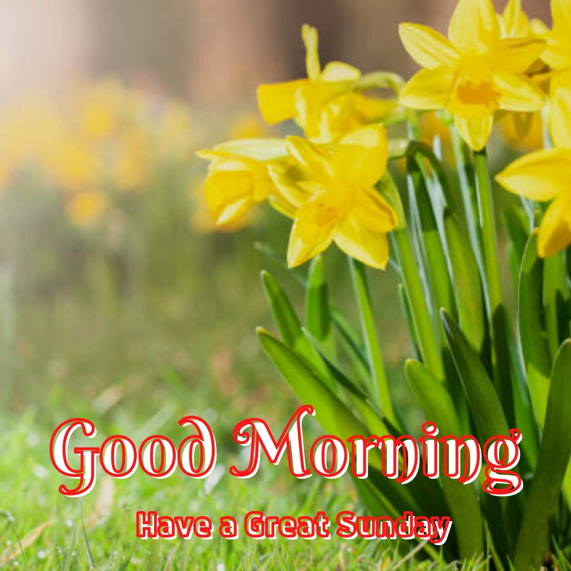 Free New HD Sunday Good Morning Images Download