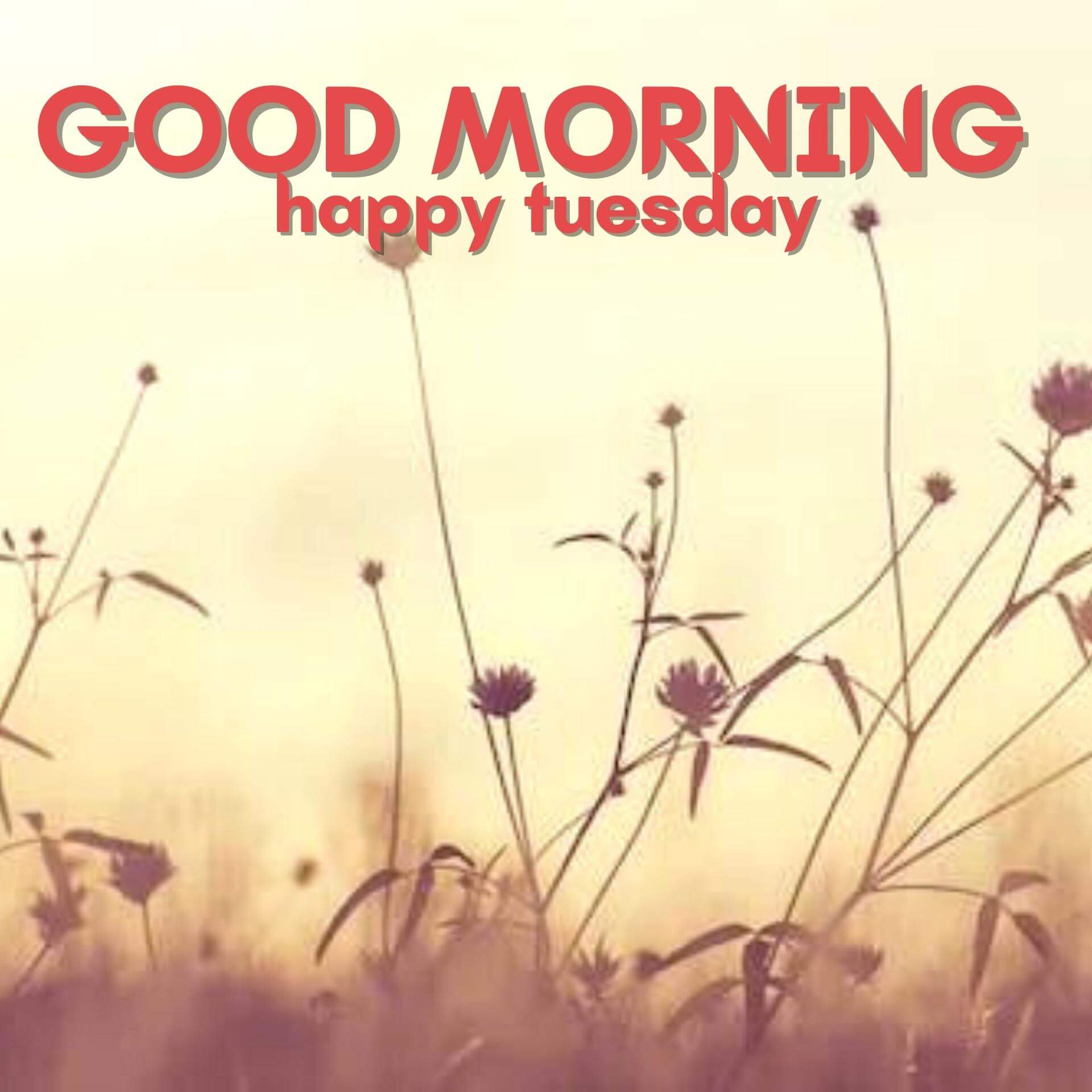 Happy Tuesday Good Morning Photo Download