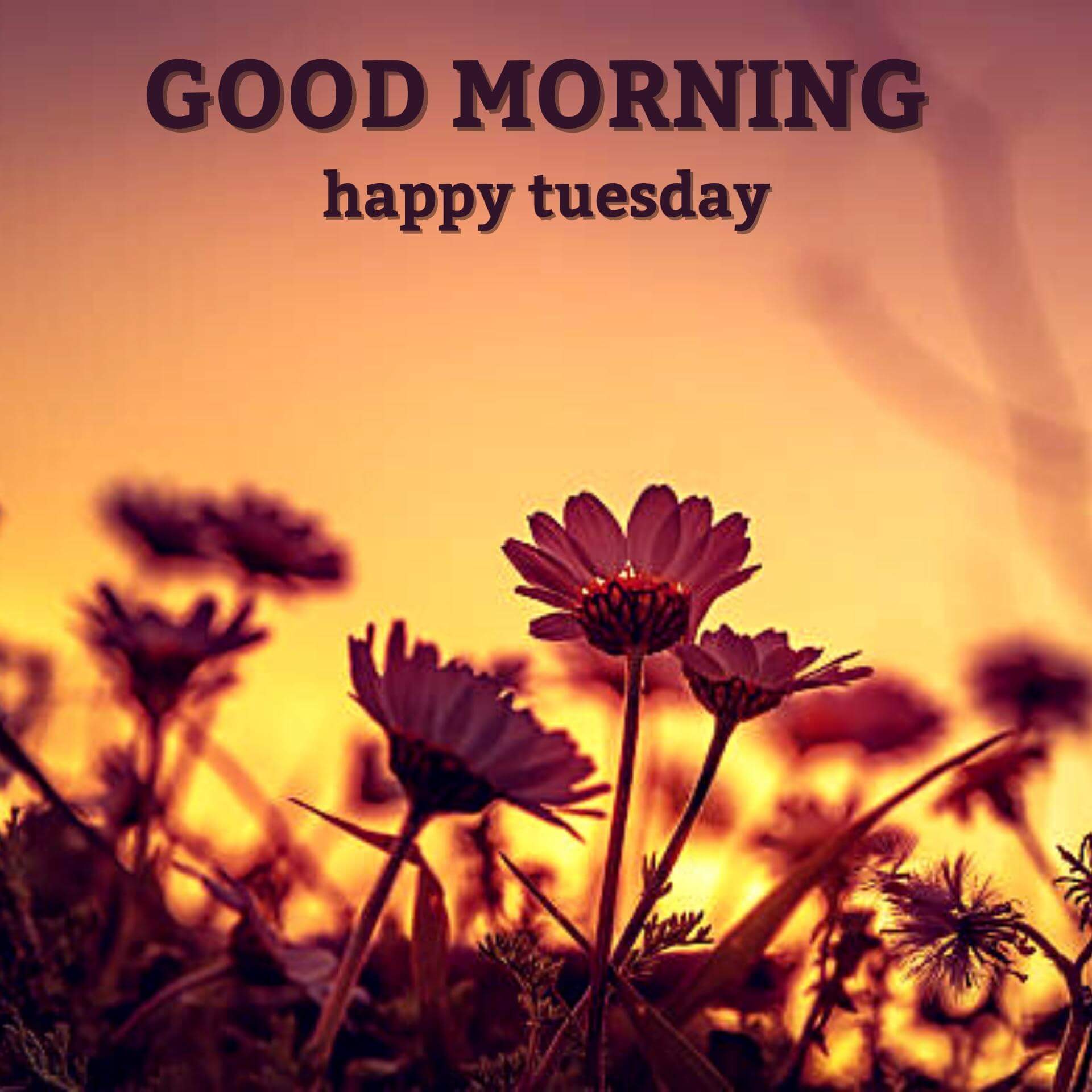 Happy Tuesday Good Morning Pics Download