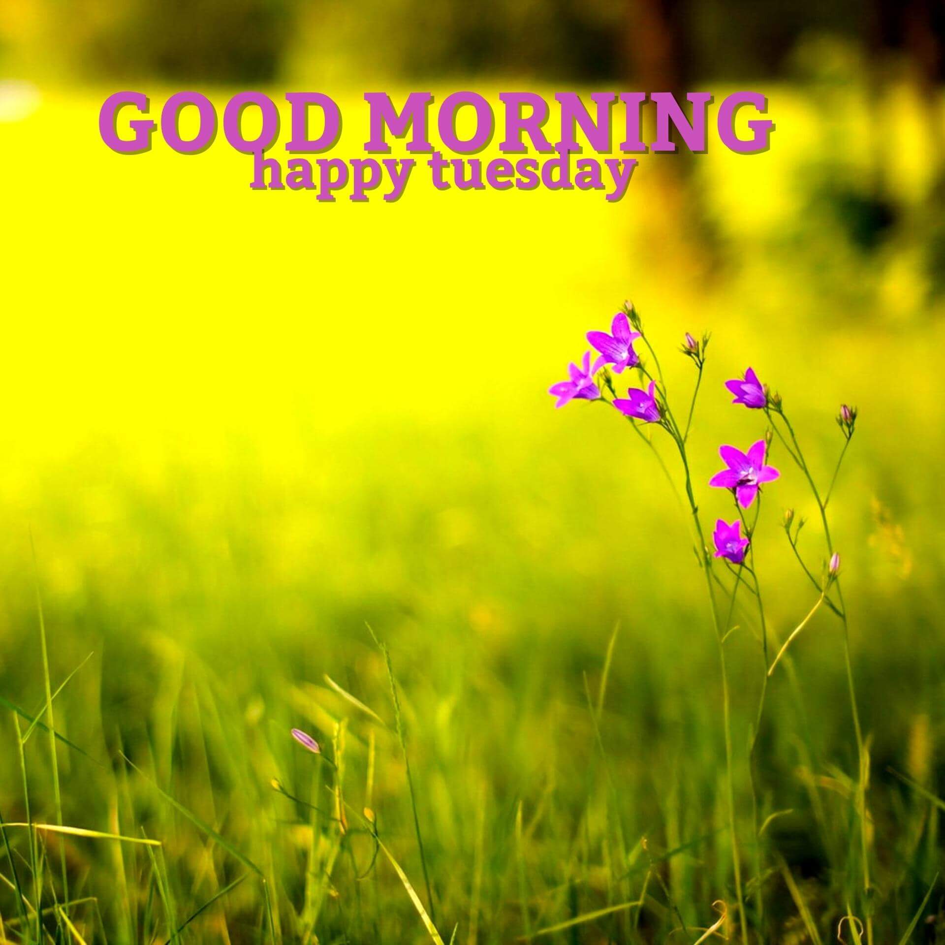 Happy Tuesday Good Morning Pics Wallpaper Free Download