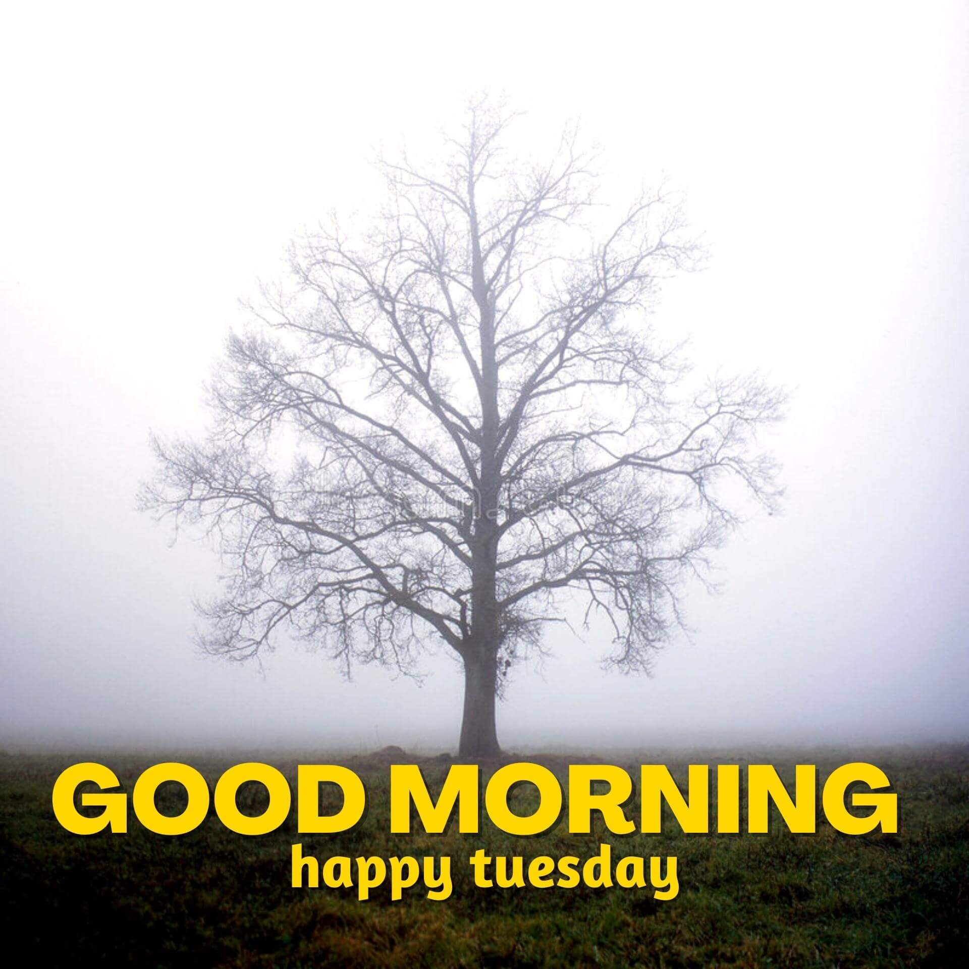 Happy Tuesday Good Morning Wallpaper Free Downlaod