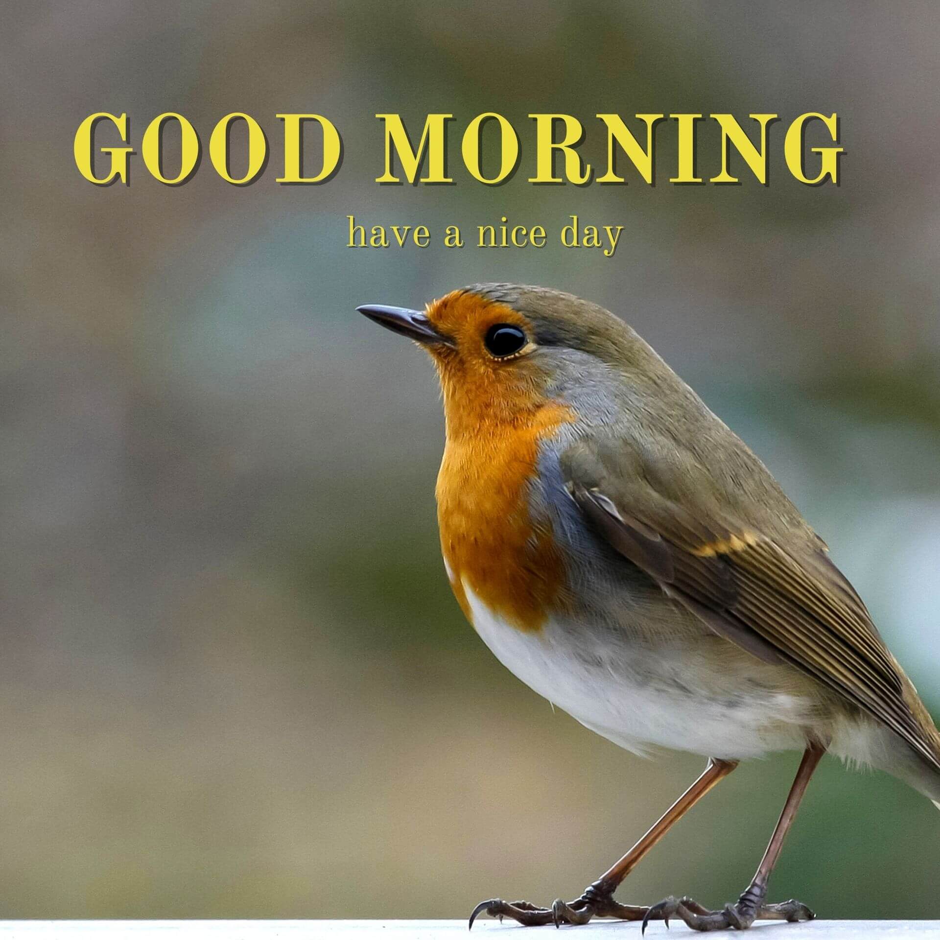 Nature Good Morning Wallpaper Pics for Facebook whatsapp