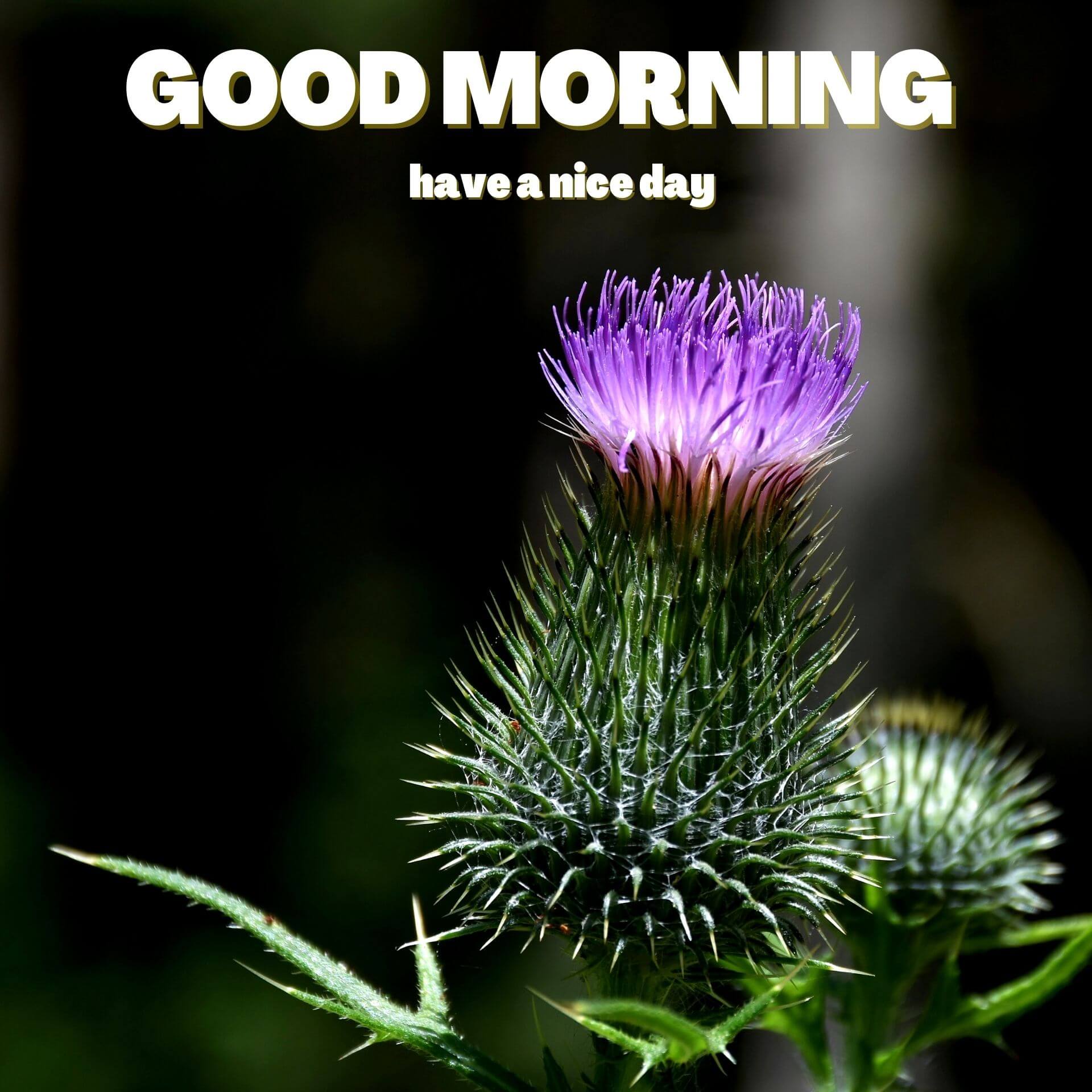 Nature Good Morning Wallpaper Status