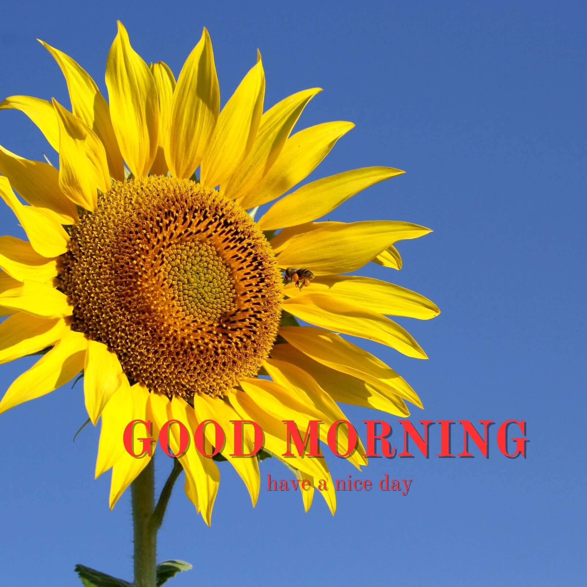 Nature Good Morning Wallpaper pics New Download
