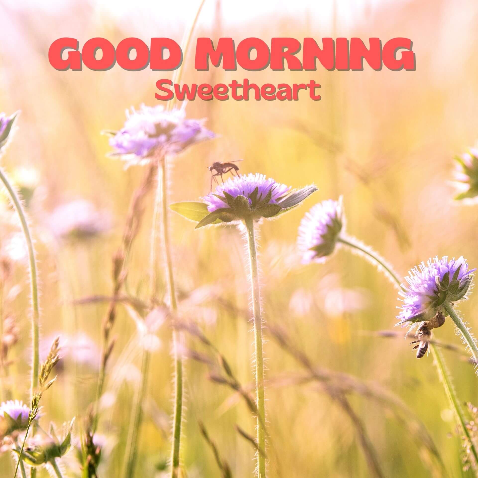 Romantic Good Morning Photo Download 2