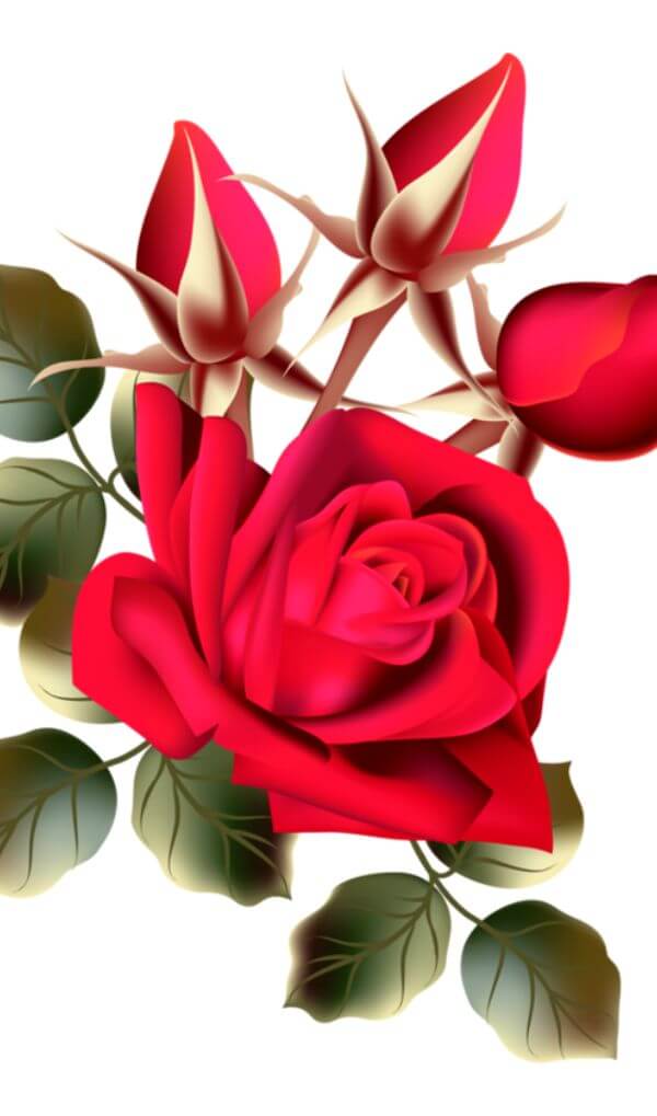 598+ Flower Rose Whatsapp DP Images Download for Love & Girlfriend