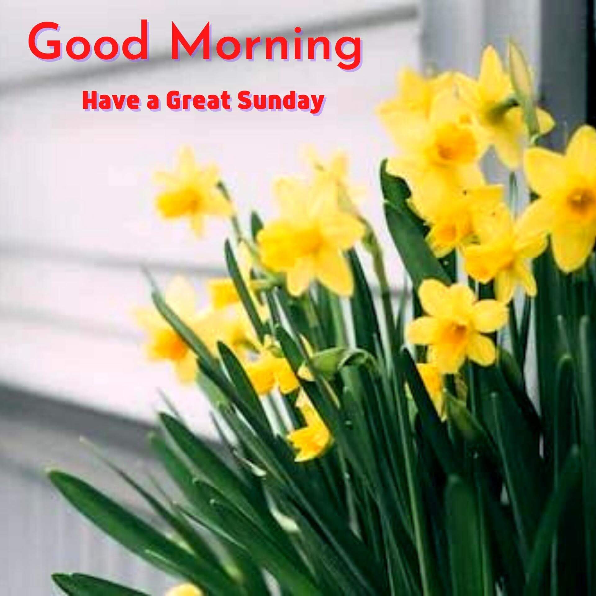 Sunday Good Morning Pics Images Download