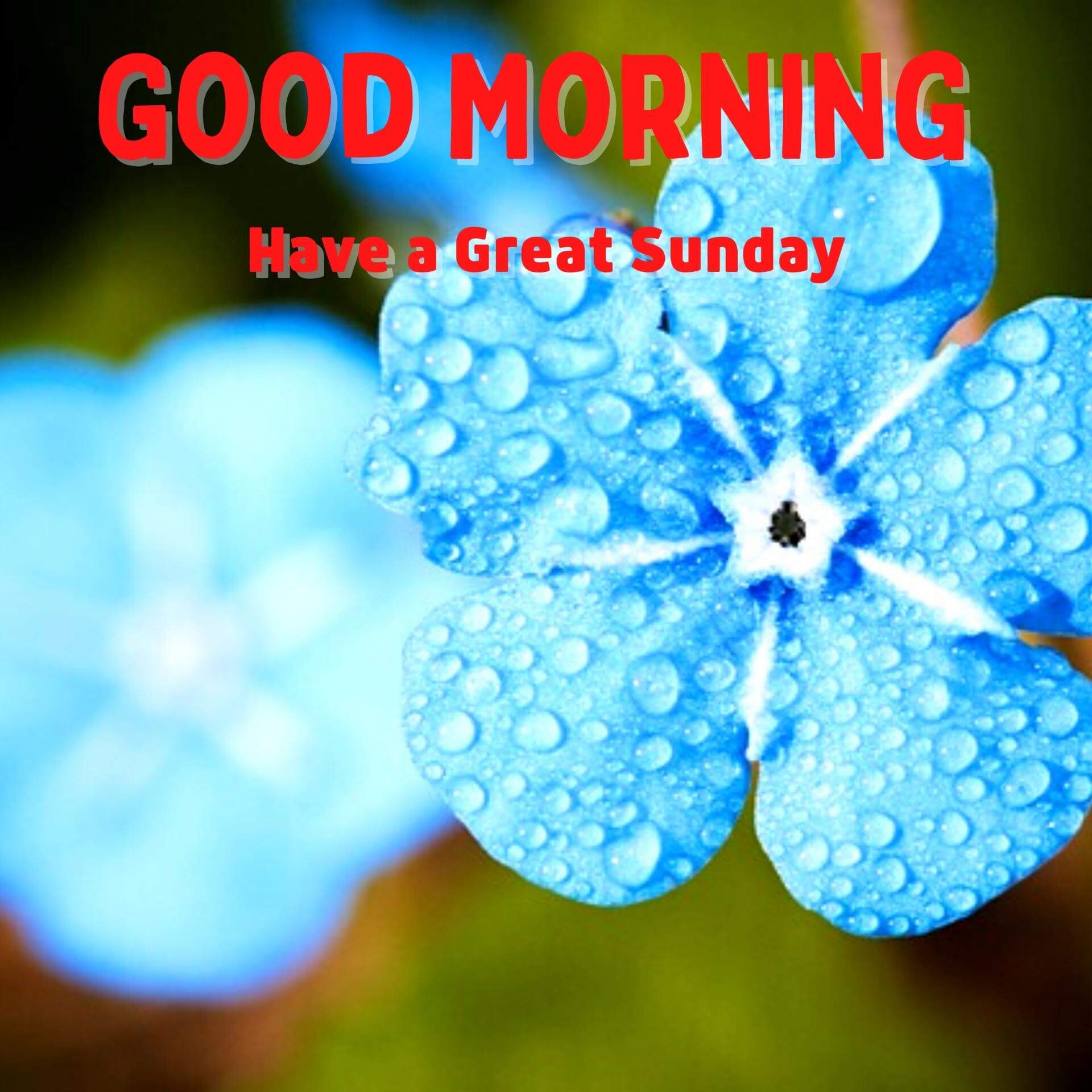 Sunday Good Morning pics hd Download