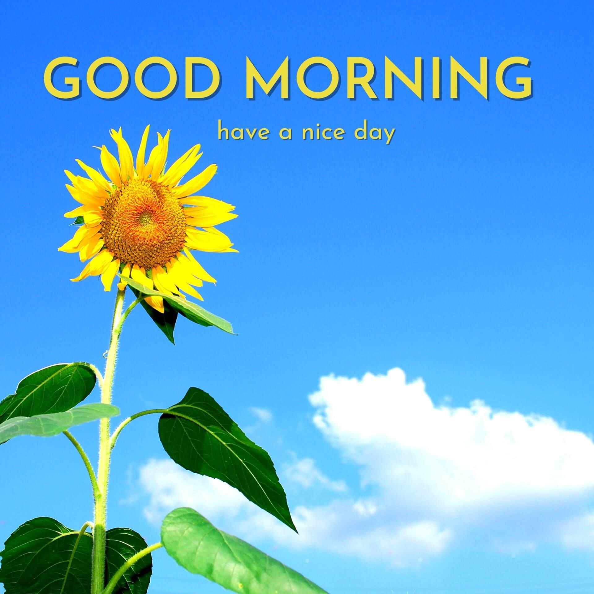 Sunflower Nature Good Morning Pics Wallpaper Download