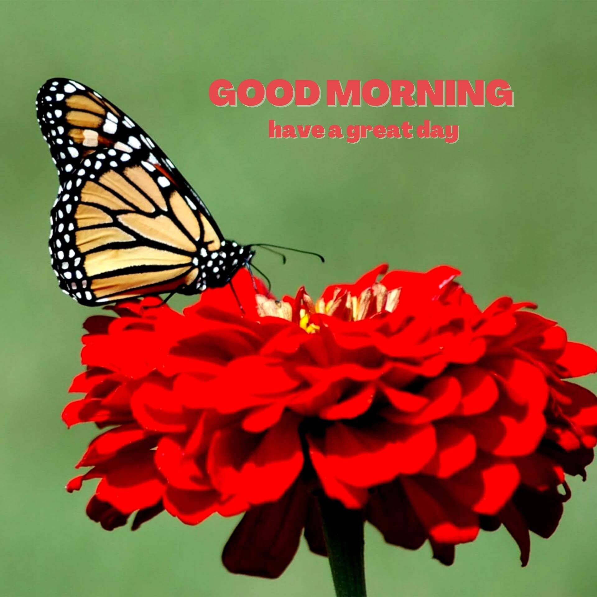Butterfly Good Morning Wallpaper Images Download 2023