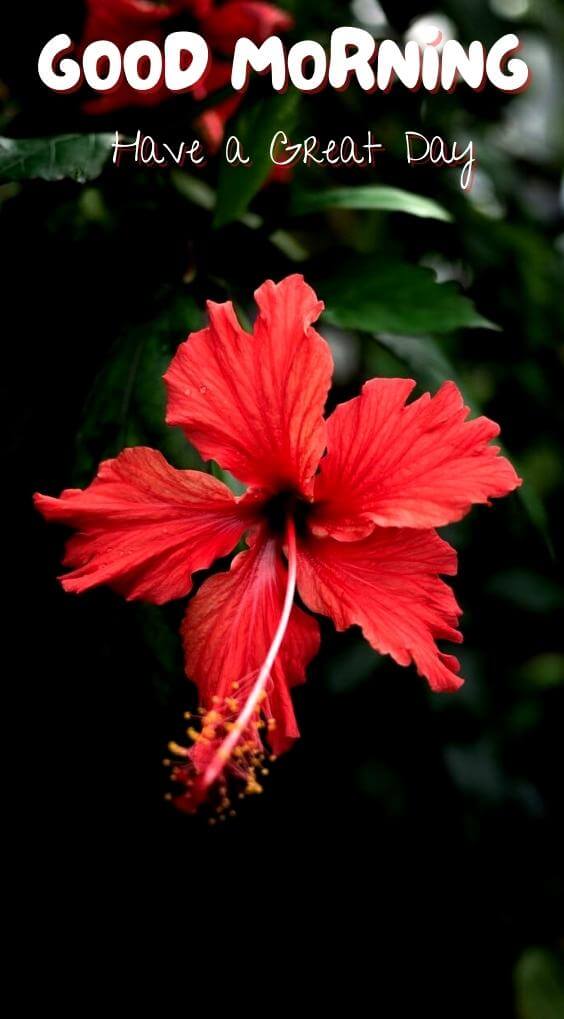 Free Red Flower Good Morning Images Photo Download