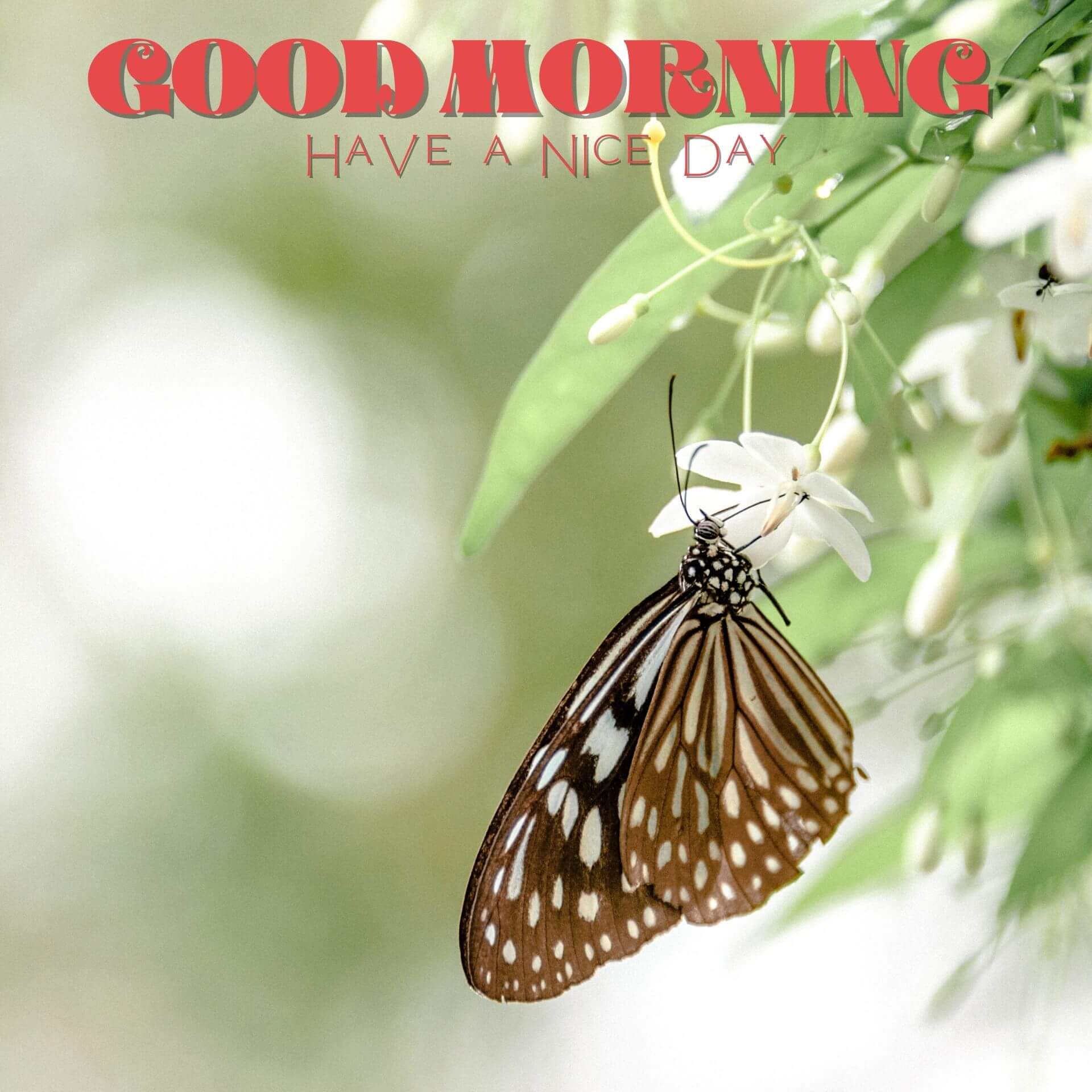 Butterfly Good Morning Wallpaper for Whatsapp