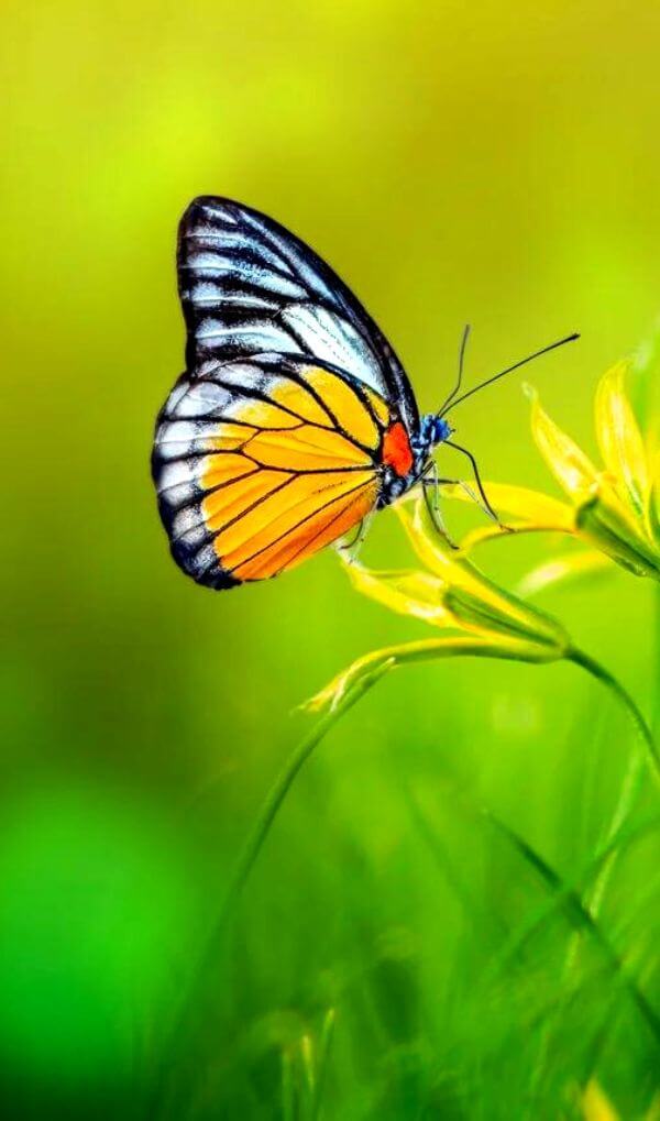 Butterfly Nature DP Wallpaper Pics Download