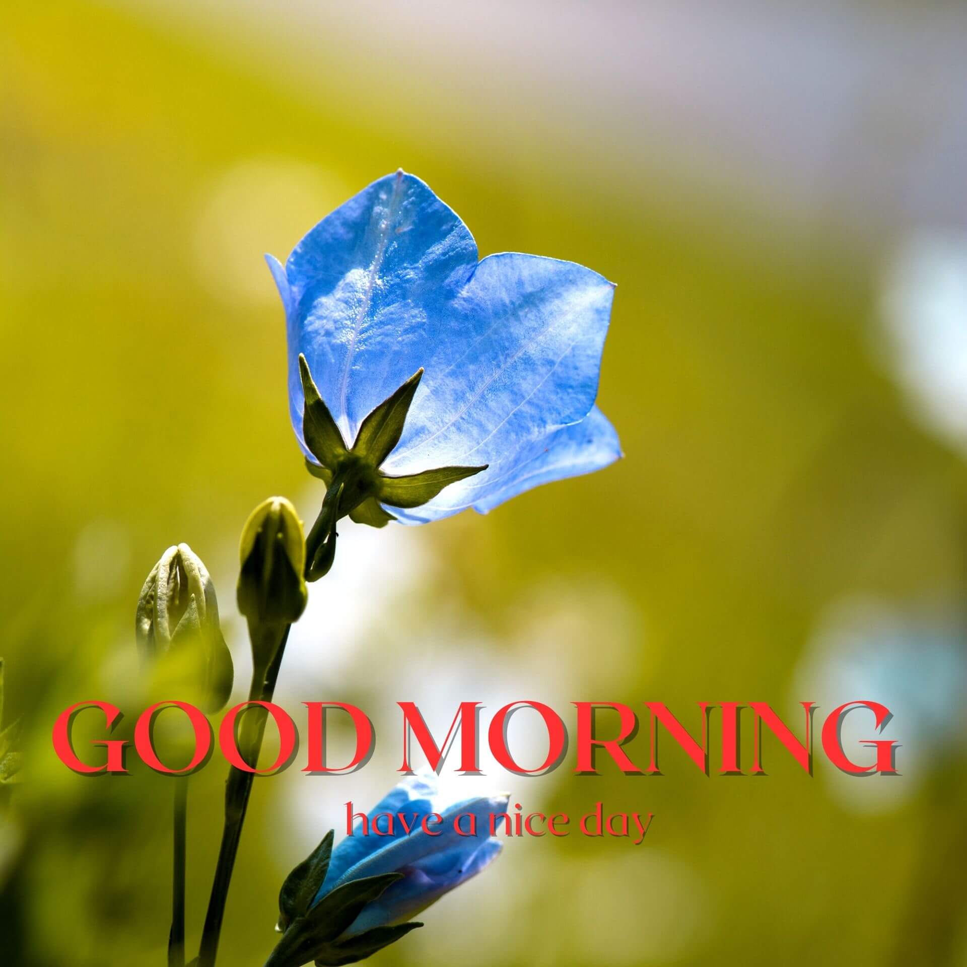Nature Good Morning Wallpaper Free Download for Friend