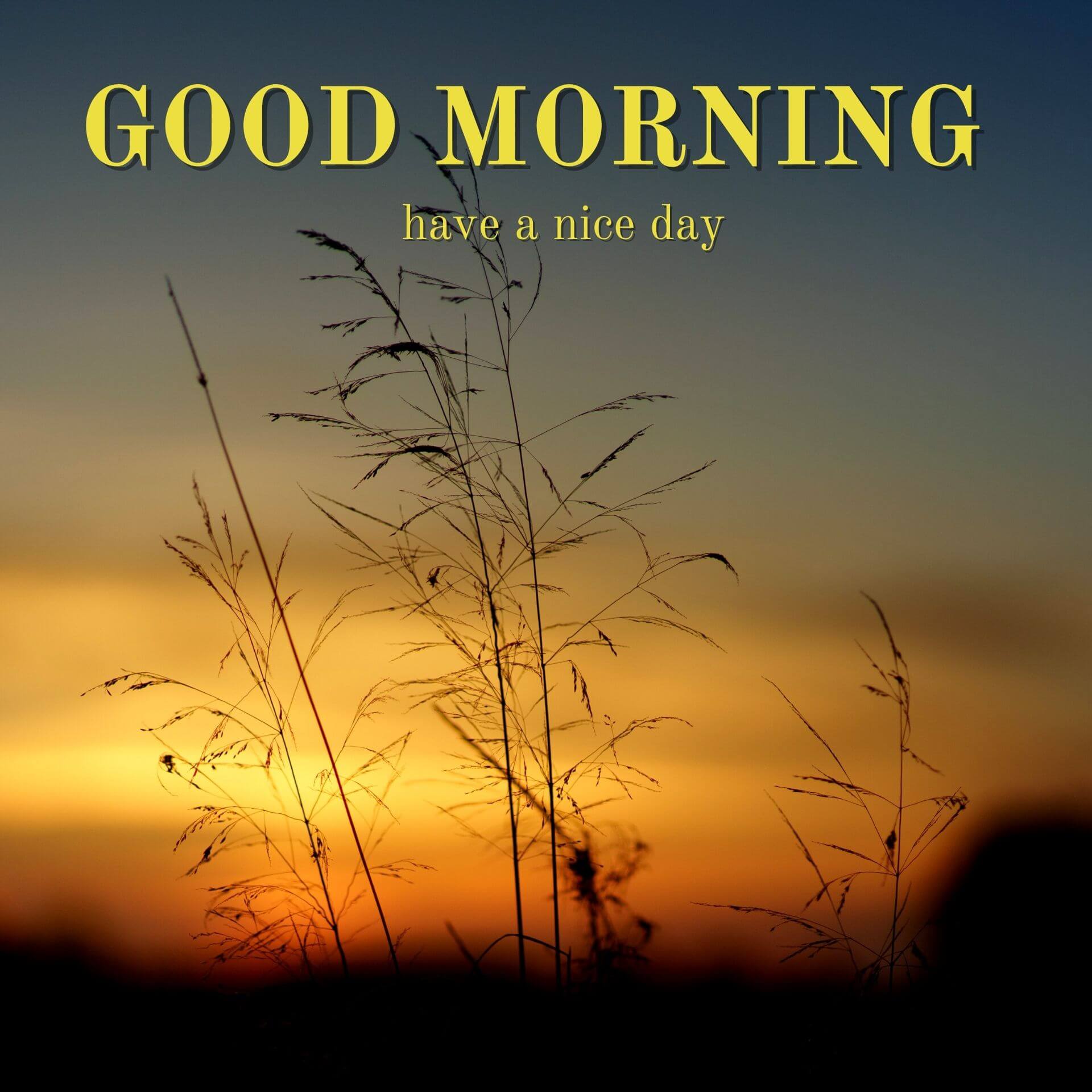 Nature Good Morning Wallpaper HD Download Free