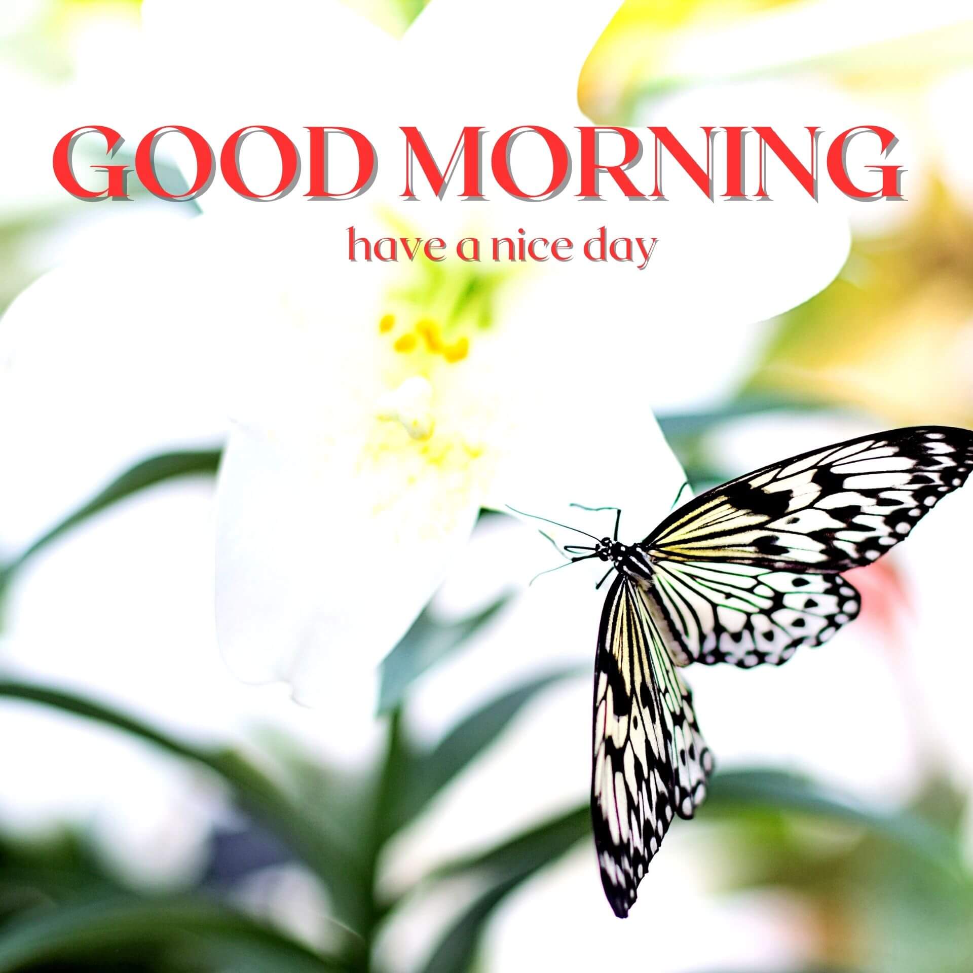Nature Good Morning Wallpaper images HD Download