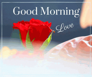 Good Morning Wishes Images Photo With Red Rose