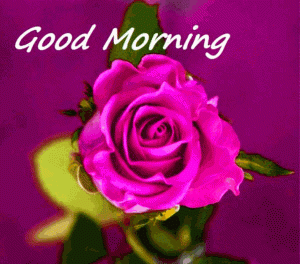 Red Rose Good Morning Photo Pics Download