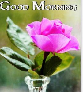 Gud Morning Pictures Images With Flower