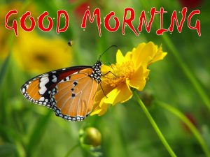 Good Morning Status Photo Pictures Download
