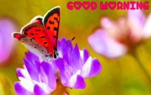 Free Good Morning Images Pics Images Download