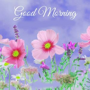 Gud Morning Pictures Wallpaper Download