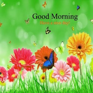 Gud Morning Pictures Images Wallpaper For Whatsaap