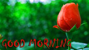 Good Morning Status Images With Red Rose