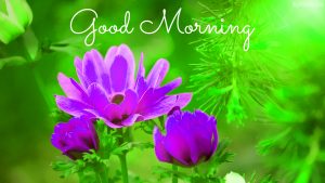New HD Good Morning Images Photo Pics Free Download With Flower